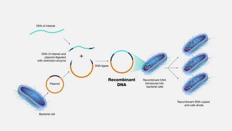 The global recombinant DNA technology market size reached US$ 729.8 Billion in 2022. Looking forward, IMARC Group expects the market to reach US$ 966.8 Billion by 2028, exhibiting a growth rate (CAGR) of 4.7% during 2023-2028. Recombinant Dna Technology, Dna Play, Dna Ligase, Dna Cloning, Dna Facts, Recombinant Dna, Dna Technology, Technology And Society, Dna Molecule