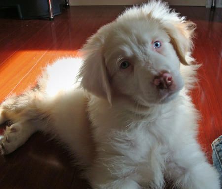 Leigan the Australian Shepherd Austrian Shepherd, White Australian Shepherd, Australian Shepherd Red Tri, Red Merle Australian Shepherd, Merle Australian Shepherd, Gorgeous Animals, Smart Working, Aussie Shepherd, Australian Shepherd Puppy