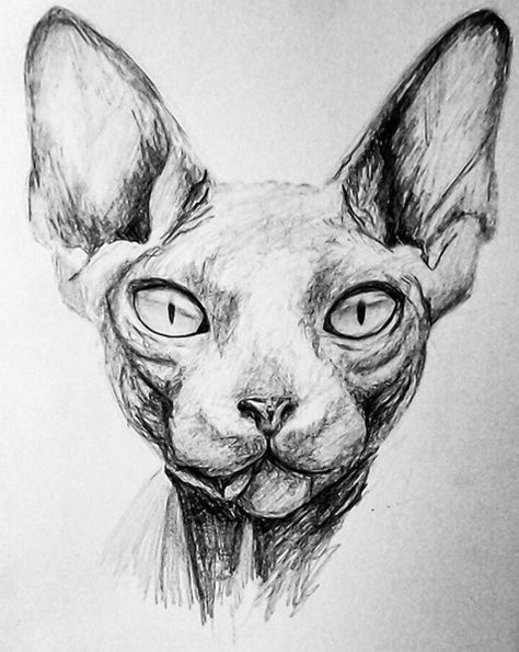 Sphynx by Nikostiel.deviantart.com on @DeviantArt Sphynx Cat Drawing, Sphynx Cat Tattoo, Werewolf Cat, Lykoi Cat, Chat Sphynx, Tier Tattoo, Kitten Drawing, Sphinx Cat, Sphynx Cats