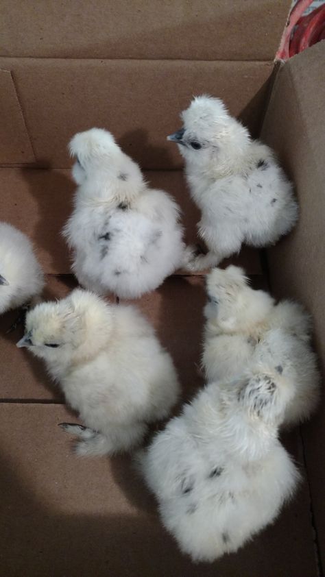 Paint Silkies Chicks Chicken Pet Cute, Paint Silkie Chicken, Silkie Chickens Baby, Chickens Breeds, Pet Chickens Breeds, Aesthetic Chicken, Funny Animal Pics, Cute Animal Character, Chicken Aesthetic