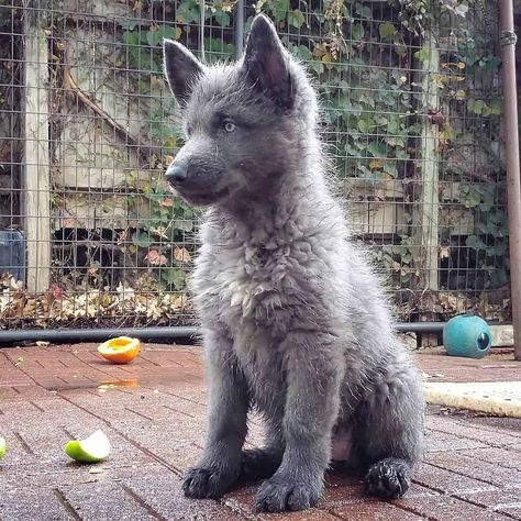 Blue German Shepherd Puppies, Blue Bay Shepherd, American Pitbull Terrier Puppy, Pitbull Terrier Puppies, Blue German Shepherd, Pitbull Blue, Dog World, Blue Wolf, Wolf Hybrid