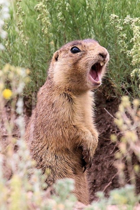 Prairie Dog Drawing, Colorado Wildlife, Dog Yawning, Cute Animal Tattoos, Prairie Dogs, Animal T Shirt, Wallpapers Beautiful, Tattoo Nature, Dog Aesthetic