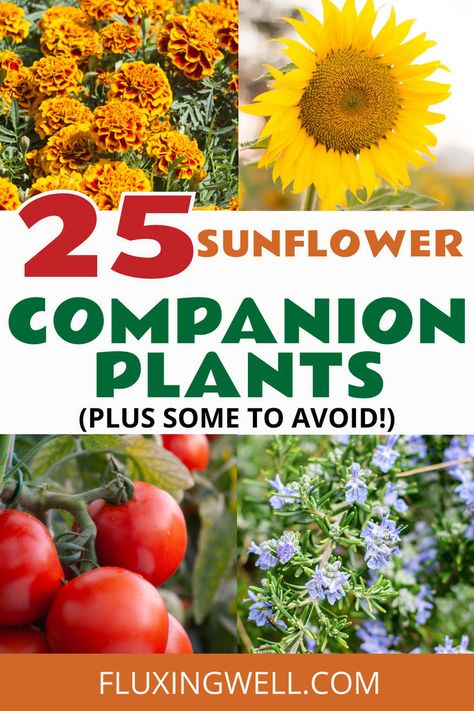 Learn how plant companions like sunflowers can thrive alongside the best plant companions to support healthy, vibrant growth. Sunflowers with companion plants. Sunflower Companion Plants Vegetable Garden, Sunflower Companion Plants, Sunflower Planting, Herb And Vegetable Garden, Plant Companions, Planting Layout, Garden Box Plans, Garden Ideas For Beginners, Homemade Greenhouse