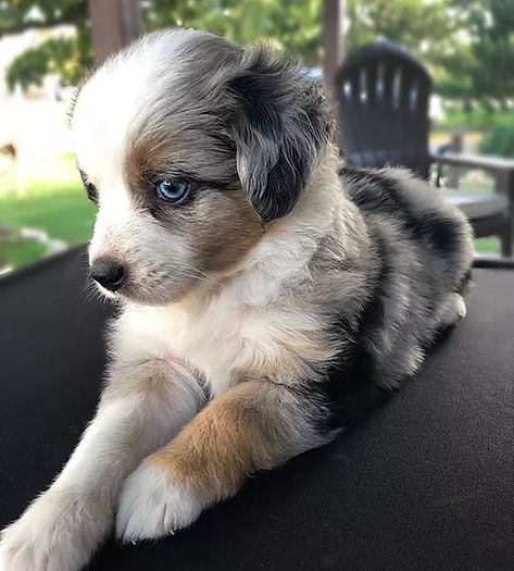 Mini Ausidoodle Puppies, Mini Aussie Full Grown, Toy Aussie Shepherd, Auggie Dog, Toy Aussiedoodle, Miniature Aussiedoodle, Aussie Puppies For Sale, Toy Aussies, Mini Aussie Shepherd