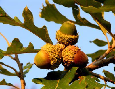 Bur Oak Tree, Acorn Tree, Burr Oak, Apricot Tree, Flowering Cherry Tree, Redbud Tree, Crabapple Tree, Live Oak Trees, Woodland Critters