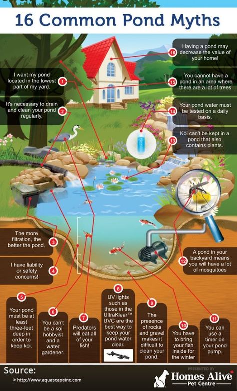 Kolam Koi, Farm Pond, Garden Ponds, Outdoor Ponds, Diy Pond, Pond Ideas, نباتات منزلية, Pond Waterfall, Pond Water Features