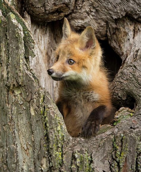 Red Fox in a hollow tree by Jaynes Gallery Australian Shepherd Red Tri, Hollow Tree, Guide Dog, Blue Merle, Stone Coasters, Baby Fox, Animal Posters, Red Fox, Working Dogs