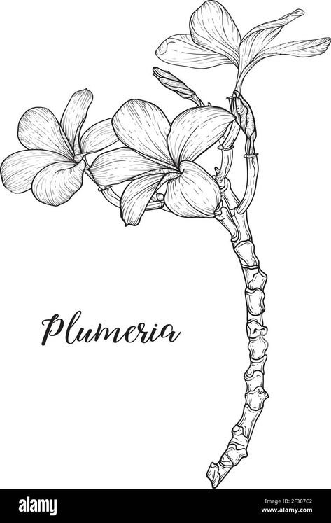 Plumeria Flowers Drawing, Plumeria Drawing, Drawing Room Interior Design, Linear Art, Flower Line Drawings, Flowers Drawing, Plumeria Flowers, Small Drawings, Flower Drawing