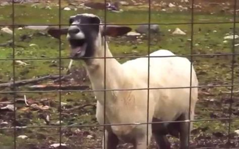 K-Pop with Goats, Just Too Damn Funny and a Little Catchy. Screaming Goat, Scream Meme, Of Monsters And Men, Goats Funny, Funny Commercials, Edible Landscaping, Baby Goats, Urban Farming, Funny Animal Memes