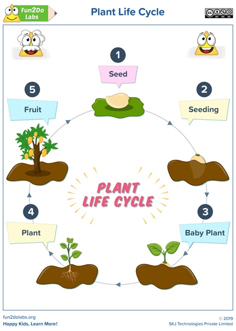 Seed To Plant Life Cycles, Life Cycle Of A Plant Worksheet, Germination Of Seeds For Kids Project, Plant Cycle For Kids, Life Cycle Of A Plant Preschool, Life Cycle Lesson Plan, Seed Life Cycle, Life Cycle Of A Seed, Plant Life Cycle Project