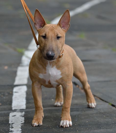 Miniature Bull Terrier puppy Mini Bull Terrier Puppy, Sammi Maria, Brown Bull Terrier, Mark Watson, Funny Bull Terrier, British Bull Terrier, Working Bull Terrier, Mini Bull Terriers, Bull Terrier Puppy