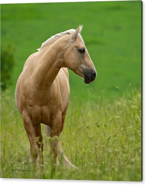 Light Brown Horse, Horse Colors, Palomino Horse, Kingdom Animalia, Camera Art, Most Beautiful Horses, Nordic Lights, Horse Portrait, Brown Horse