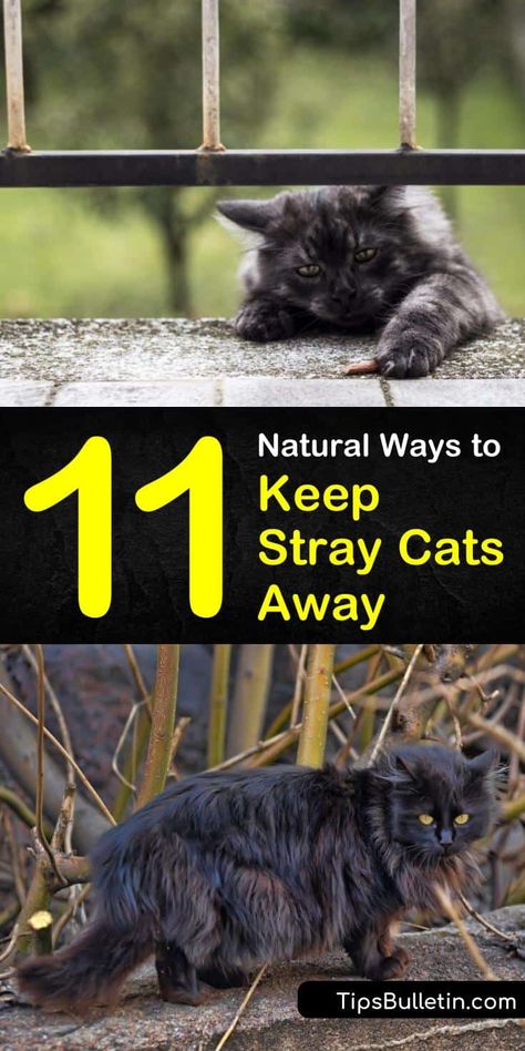 11 Natural Ways to Keep Stray Cats Away Stray Cat Repellent Yards, How To Keep Cats Off Porch, How To Keep Cats Out Of House Plants, Keeping Cats Out Of Yard, How To Keep Cats Off Outdoor Furniture, How To Keep Cats Out Of Yard, How To Keep Cats Out Of Garden, Keep Cats Out Of Garden, Cat Repellant Outdoor