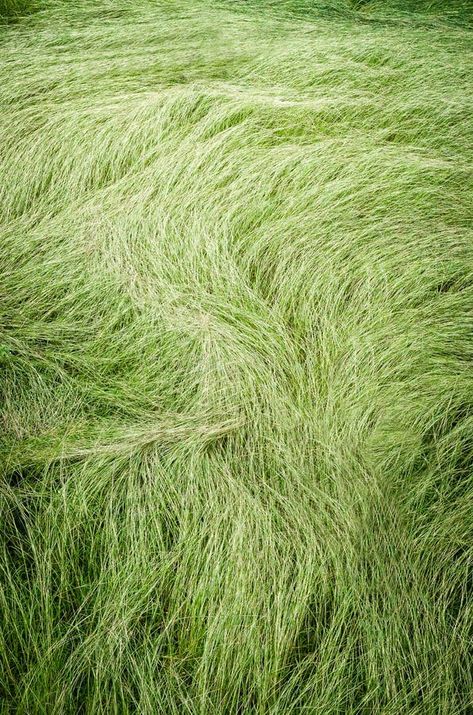 Tall Grass Aesthetic, Concept Collage, Landscape References, The Seventh Seal, Personal Investigation, Product Shots, Grass Field, Dream Garden, Seals