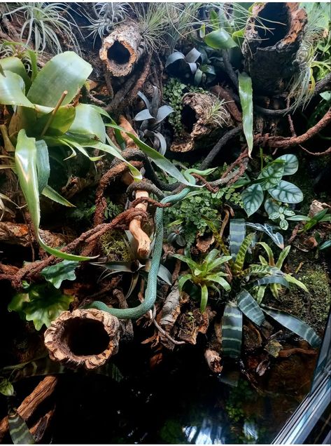 Bioactive Mouse Enclosure, Red Eye Tree Frog Terrarium, Corn Snake Enclosure Ideas, Tropical Vivarium, Diy Vivarium, Bioactive Enclosure, Crested Gecko Vivarium, Tree Frog Terrarium, Tarantula Habitat