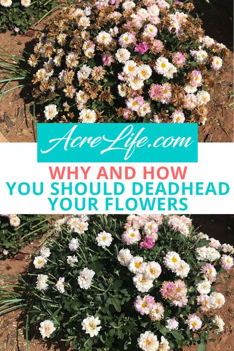 Why and How You Should Deadhead Your Flowers - Acre Life When To Plant Garden, Planting Mums, Garden Mum, Building Raised Garden Beds, Bucket Gardening, Making Plant Pots, Mums Flowers, Brown Flowers, Wildflower Garden