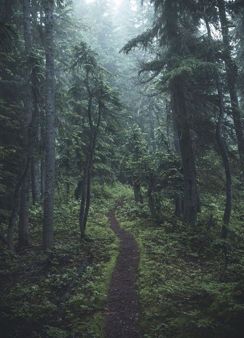 Faerie Moss and Fern Dark Naturalism, Dark Forest Aesthetic, Forest Aesthetic, Aesthetic Forest, Dark Green Aesthetic, Slytherin Aesthetic, Walk In The Woods, Into The Woods, Decor Minimalist