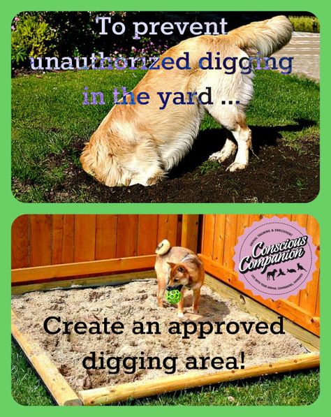 Raising Puppies, Dog Lawn, Outdoor Dog Area, Backyard Dog Area, Dog Play Area, Dog Friendly Backyard, Dog Backyard, Outdoor Dog Toys, Doggie Daycare