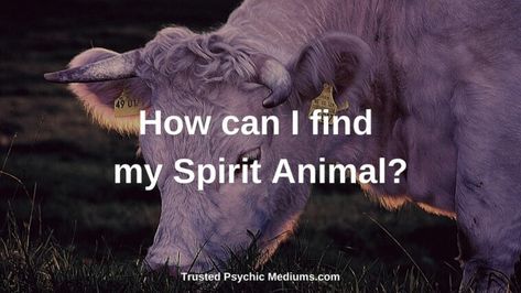 Find My Spirit Animal, Animal Totem Spirit Guides, Cat Spirit Animal, Find Your Spirit Animal, Cat Spirit, Spiritual Animal, Animal Spirit Guides, Animal Hide