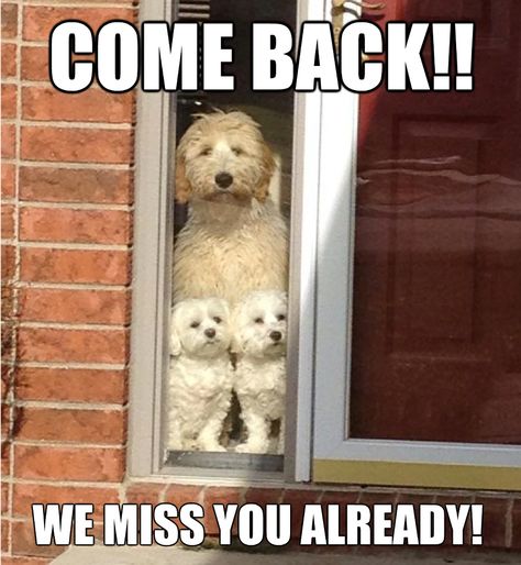 Don't leave!! Miss You Already, Dog Facts, Maltese Puppy, Puppies Funny, Animal Quotes, Funny Animal Pictures, Dog Memes, Animal Memes, Animals Friends