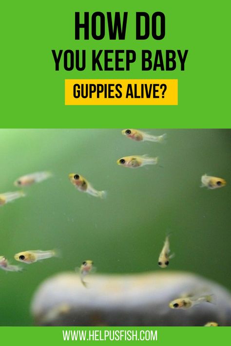 Have your guppies just given birth and you are worried they will now survive. Here I will show you what you can do to keep them alive. Guppies Fish Tank, Guppy Fish Tank, Guppy Fish Tank Ideas, Guppy Tank, Guppy Aquarium, Community Fish Tank, Sea Monkeys, Guppy Fish, Fish Breeding