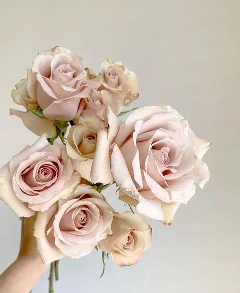 Neutral Rose Bouquet, Quick Sand Roses Wedding, Quicksand Rose Centerpiece, Quicksand Rose Wedding, Quicksand Rose Bouquet, Quicksand Rose, Rose Garden Wedding, Baby Pink Wedding, Fall Garden Wedding