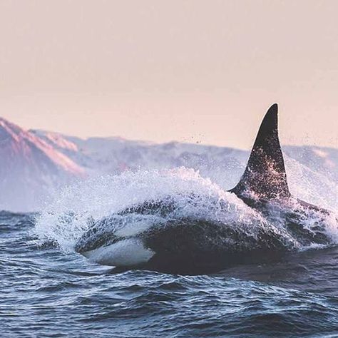 this photo is  #unknown #foundon #latenightrandomness #perfection #orcas #killerwhales #seabeauties #mermaids Beautiful Sea Creatures, Orca Whales, Marine Mammals, Killer Whales, Marine Animals, Ocean Creatures, Ocean Animals, In The Ocean, Sea World