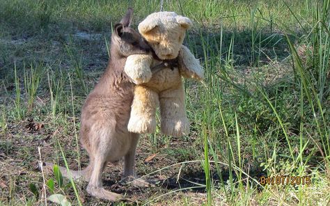 Wildlife carer helps orphaned kangaroos cope with loneliness by giving them toy teddy bears as companions Cuteness Overload, Animals And Pets, Baby Animals, Cute Pictures, Golden Retriever, Kangaroo, Fun Facts, Kittens, Cute Animals