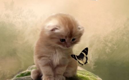 . Kitten Wallpaper, Kittens Funny, Cute Cats And Kittens, Cat Wallpaper, Cute Kittens, Funny Cat Videos, Animal Wallpaper, A Butterfly, Crazy Cats