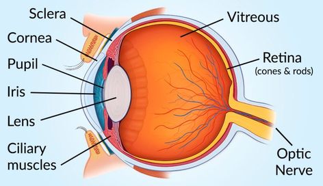 medical illustration with the major parts of the human eye labeled Parts Of The Eye And Functions, Structure Of Human Eye, Anatomy Of Eye, Eye Anatomy Drawing, The Eye Anatomy, Photo References For Drawing, Human Eye Diagram, Human Eye Drawing, References For Drawing