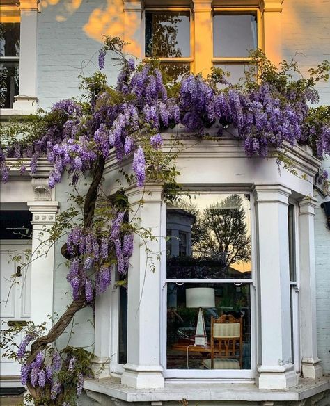 Wisteria House Entrance, Wisteria Garden Ideas, Wisteria Front Door, Front Door Flowers, Wisteria Wall, Wisteria House, French Balcony, Purple Wisteria, Nothing But Flowers