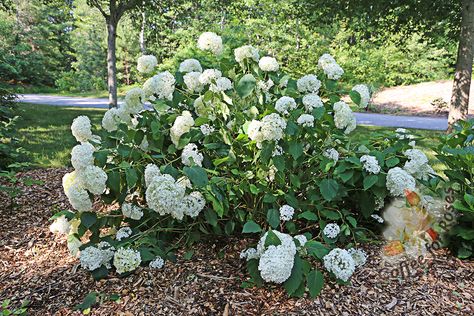 Diy Stakes Garden Plants, Hydrangea Support Ideas, Hydrangea Support, Landscaping 101, Incrediball Hydrangea, Annabelle Hydrangea, Large Hydrangea, Boston Food, Limelight Hydrangea