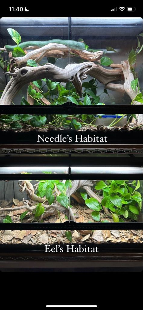 Snake Enclosure Decor, Vivarium Ideas, Diy Reptile, Snake Terrarium, Snake Enclosure, Enclosure Ideas, Snake Tank, Reptile House, Corn Snake