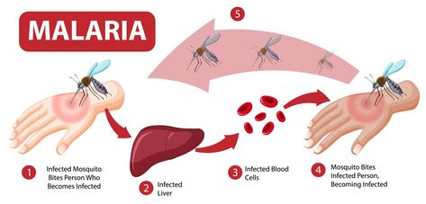 Malaria Symptoms, Malaria Prevention, Malaria Parasite, Fluorescence Microscopy, Amity University, Mosquito Bites, Difficulty Breathing, Mosquito Bite, Class 8