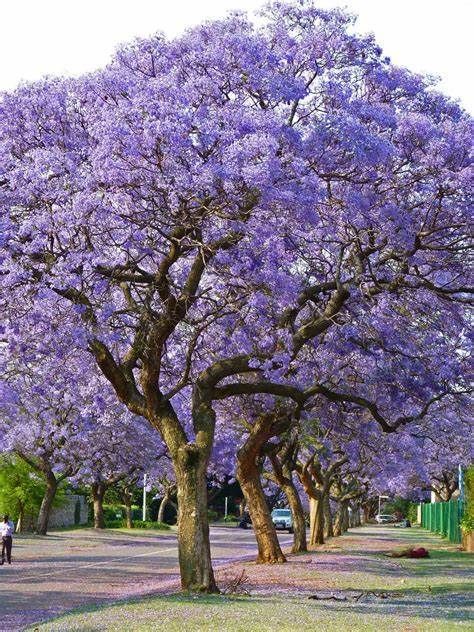 This fast growing ornamental tree species has been widely planted as a shade and street tree in Adelaide and other large cities however it is better planted in wider streetscapes, parks and reserves away from over-head power lines and walkways. Masses of violet-blue flowers in Summer. Need to protect from frost for the first couple of years but otherwise very easy to grow. Each seed pack contains a minimum of x10 seeds and germination notes.*Postage is a capped at $2 for orders up to $50Free tra Jacaranda Mimosifolia, Weird Trees, Jacaranda Tree, Street Trees, Ornamental Trees, Unique Trees, Colorful Trees, Nature Tree, Pretoria