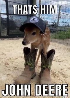 Funny Hunting Pics, Funny Deer, Animal Humour, Country Jokes, Hunting Humor, Funny Animal Photos, Funny Animal Quotes, Funny Animal Jokes, Very Funny Pictures