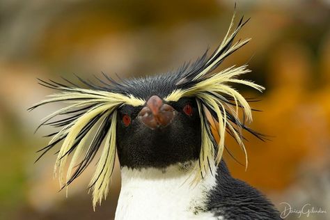 Northern Rockhopper Penguin Rockhopper Penguin, Scary Animals, Popular Photography, Rare Birds, Tristan Da Cunha, Remote Island, Funny Birds, Exotic Birds, Black And Grey Tattoos