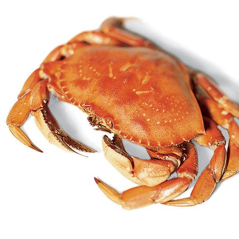 Cooking Dungeness Crab, Baked Crab Cakes, Cooking Crab, Steamed Crabs, Creamy Mustard Sauce, Seafood Diet, Stone Crab, Crab Cake Recipe, Horseshoe Crab