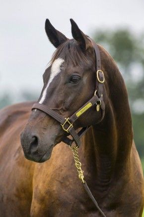 Photo © Bronwen Healy Horseback Riding Aesthetic, Zenyatta Horse, Barrel Racing Saddles, Horse Show Clothes, Barrel Racing Horses, Thoroughbred Horse Racing, All About Horses, Most Beautiful Horses, Thoroughbred Horse