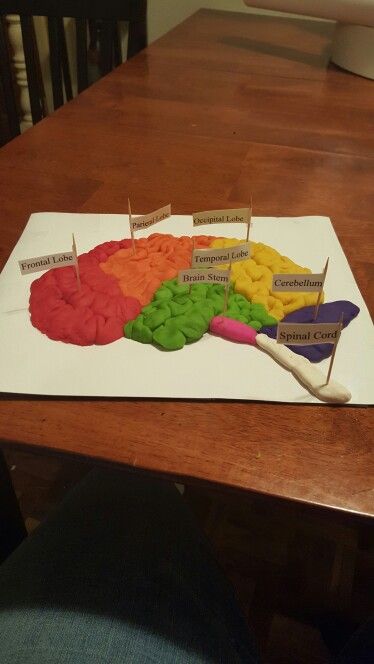 Play-Doh brain easy, fun, and simple. Play Doh Table, Ap Psych, Play Doh, Psych, Table Furniture, Brain, Coffee Table, Furniture, Home Decor