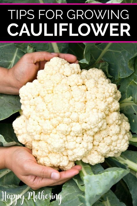 Cauliflower Growing, Braiding Garlic, Grow Cauliflower, Growing Cauliflower, Cauliflower Plant, Vegetable Planting, French Country Garden Decor, Garden At Home, Country Garden Decor