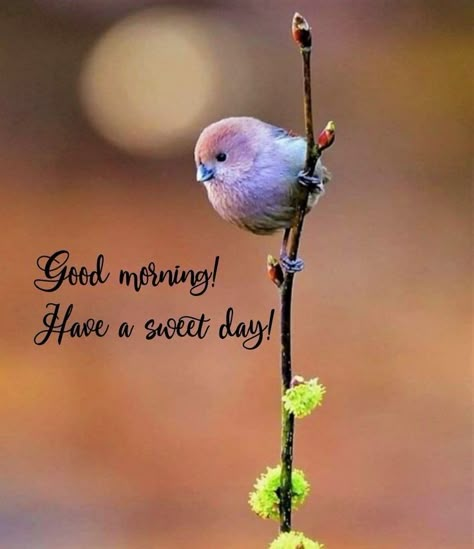 Good Morning Wishes In English, Weekend Wishes, Good Morning Rose Images, Good Morning Sister Quotes, Latest Good Morning Images, Morning Friday, Good Morning Sister, Morning Msg, Good Morning Greeting Cards