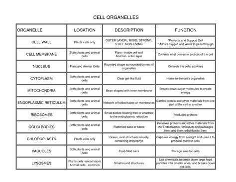 Cell Organelles, locations, description, and functions. Cell Parts And Functions, Cell Parts, Science Cells, Cell Organelles, Biology Worksheet, Biology Classroom, Cell Structure, Biology Teacher, Animal Cell