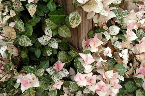 Jasmine Ground Cover, Trachelospermum Asiaticum, Asiatic Jasmine, Asian Jasmine, Creepers Plants, Purple Clematis, Clematis Montana, Snow In Summer, Star Jasmine