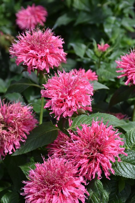 Oconomowoc Wisconsin, Biddeford Maine, Dundas Ontario, Hot Pink Flowers, Plant Delivery, Bee Balm, Shade Perennials, Plant Guide, Herbaceous Perennials