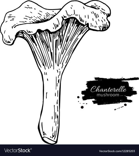 Mushroom Drawing, Morel Mushroom, Hand Drawn Vector Illustrations, Hand Drawn Vector, Food Drawing, Royalty Free Photos, Vector Art, Moose Art, Stock Vector