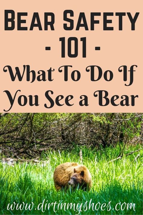 Bear Safety, Camping Safety, Hiking Destinations, Short Article, Park Ranger, Camping Supplies, Hiking Tips, Camping Backpack, Feel Safe