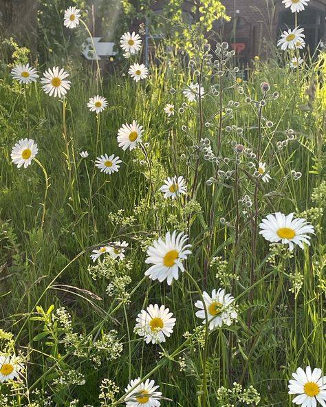 #swedishsummer #summer #midsummer #flowers Swedish Midsummer Aesthetic, Midsummer Aesthetic, Midsummer Flowers, Swedish Midsummer, Swedish Summer, Gods And Goddesses, Plants, Flowers, Pins