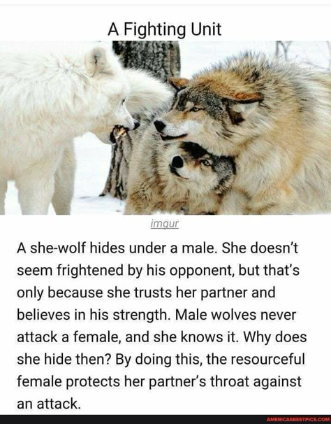 Tap to see the meme Wolf Protecting Mate, Psychotic Expression, Wolf Mates, Lup Singuratic, Wolf Quotes, Wolf Love, She Wolf, Animal Facts, Wolf Pack