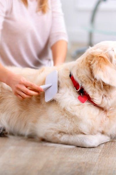 Pets Grooming, Smelly Dog, Short Haired Dogs, Summer Vision, Dog Grooming Tips, Dog Salon, Dog Photoshoot, Best Brushes, Dog Brushing